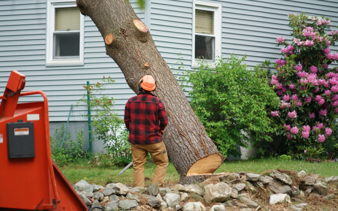 Do You Need A Permit To Cut Down A Tree In Texas